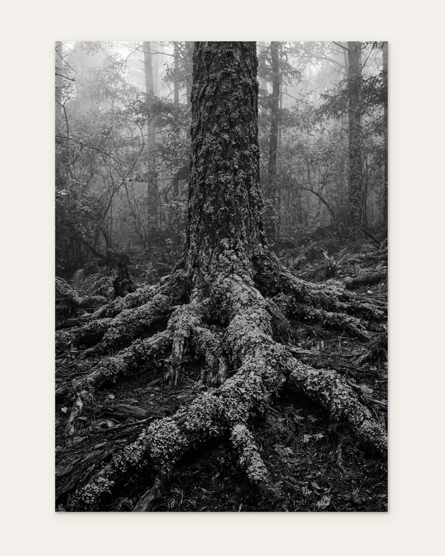 Roots of the Old Pine, fine art print by Jonnadee