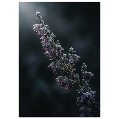 Heather on an Autumn Morning