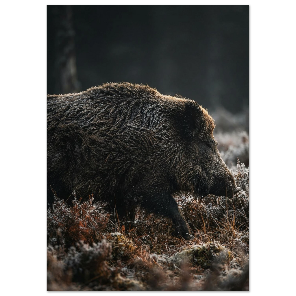 Wild Boar in the Undergrowth, fine art print by Jonnadee