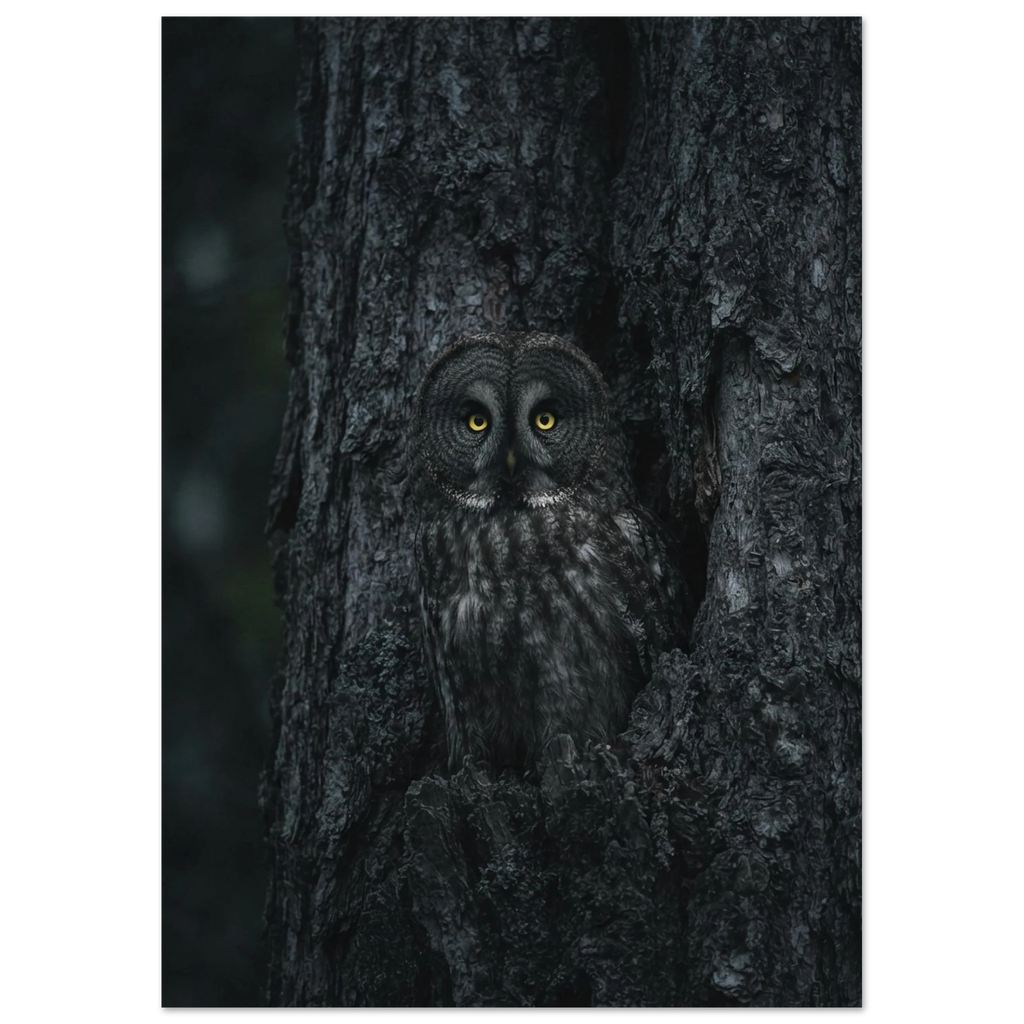Great Grey Owl, fine art print by Jonnadee