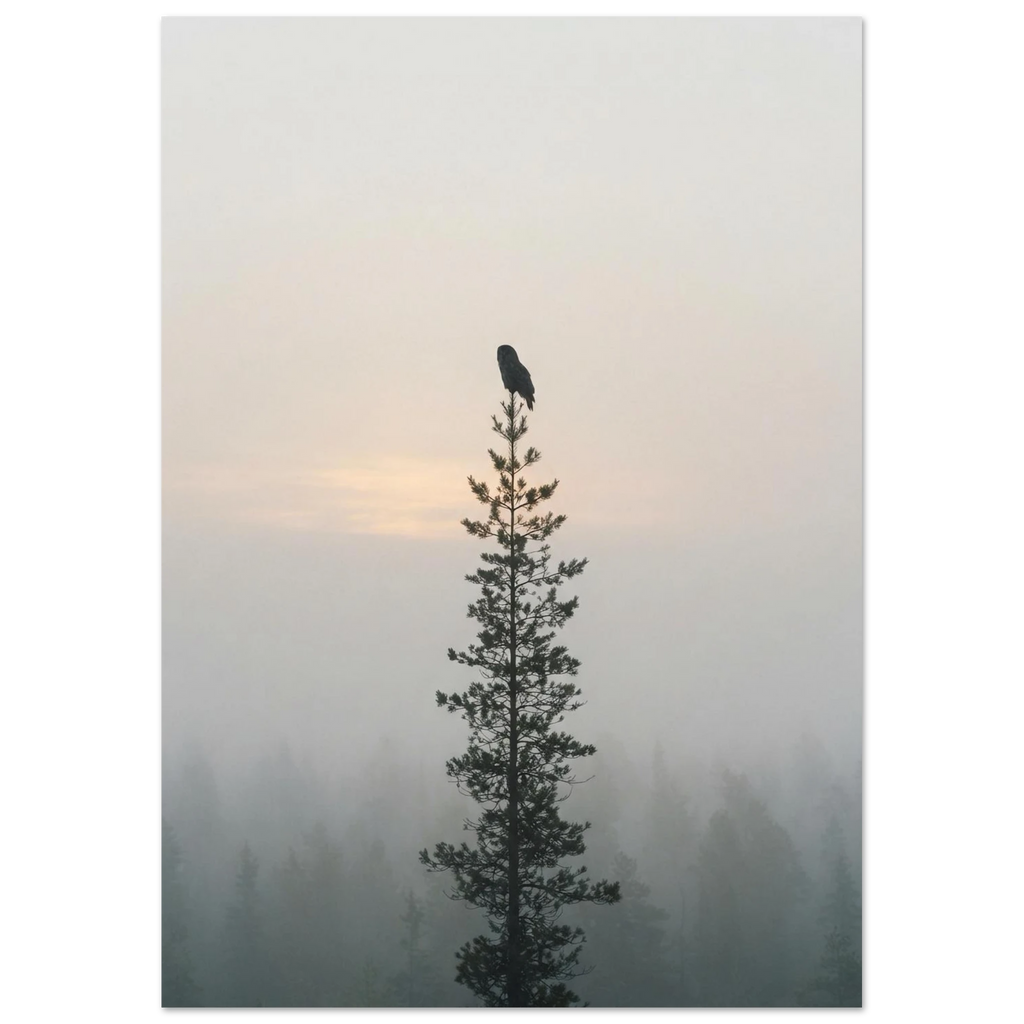 Owl in the Pine, fine art print by Jonnadee
