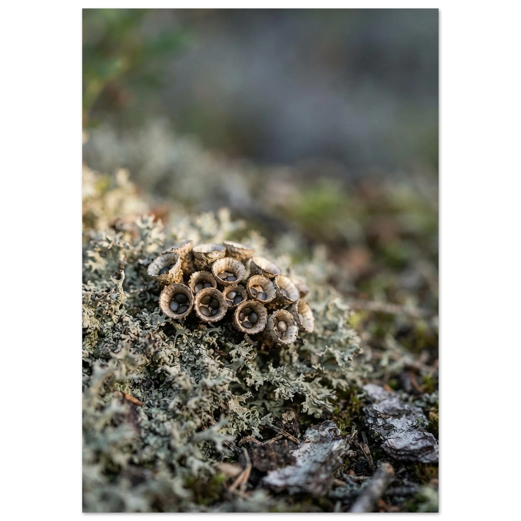 Fungi on Lichen, fine art print by Jonnadee