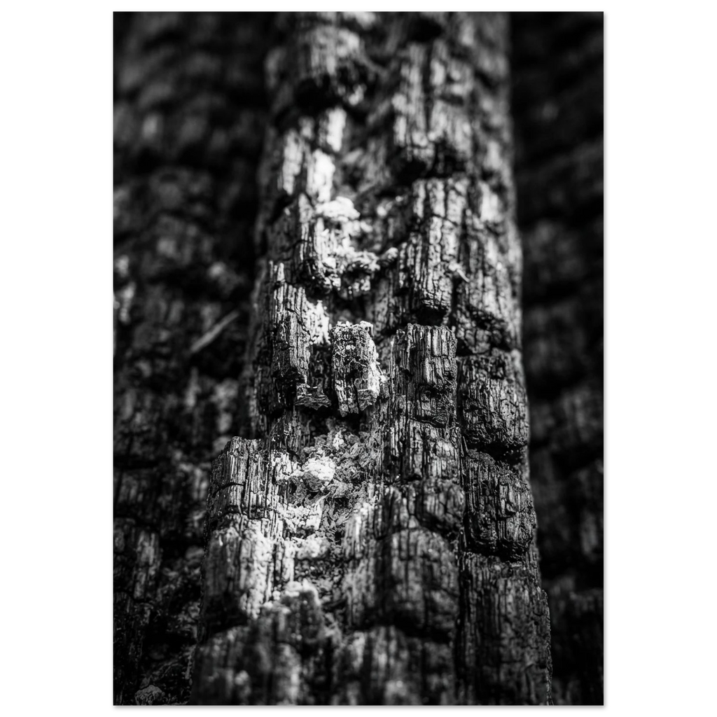 Charred Pine Grain, fine art print by Jonnadee