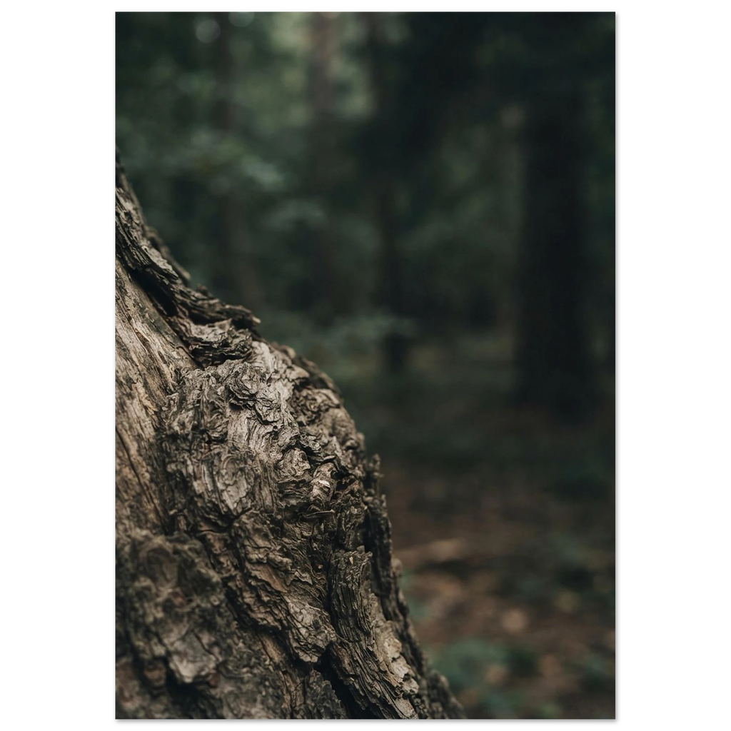 The Language of Bark, fine art print by Jonnadee