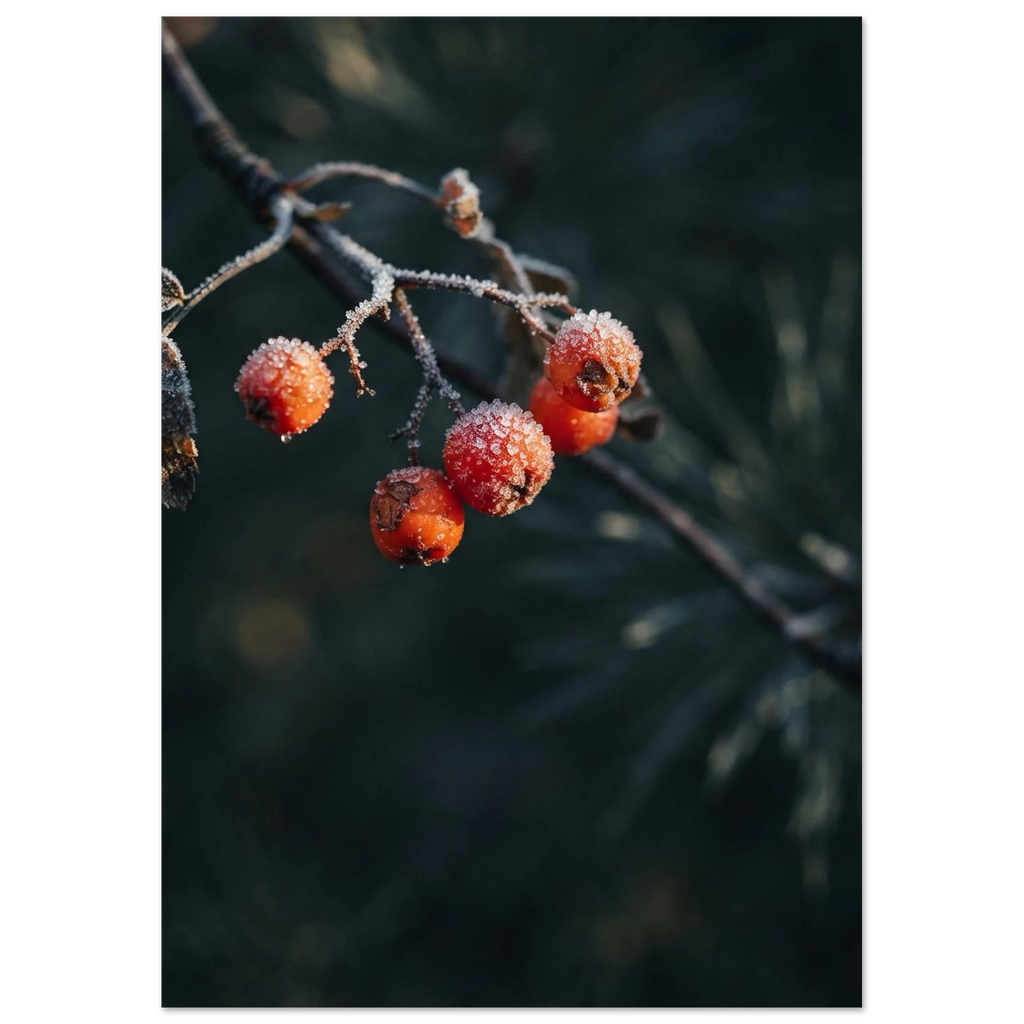 Frost on Rowan Berries, fine art print by Jonnadee
