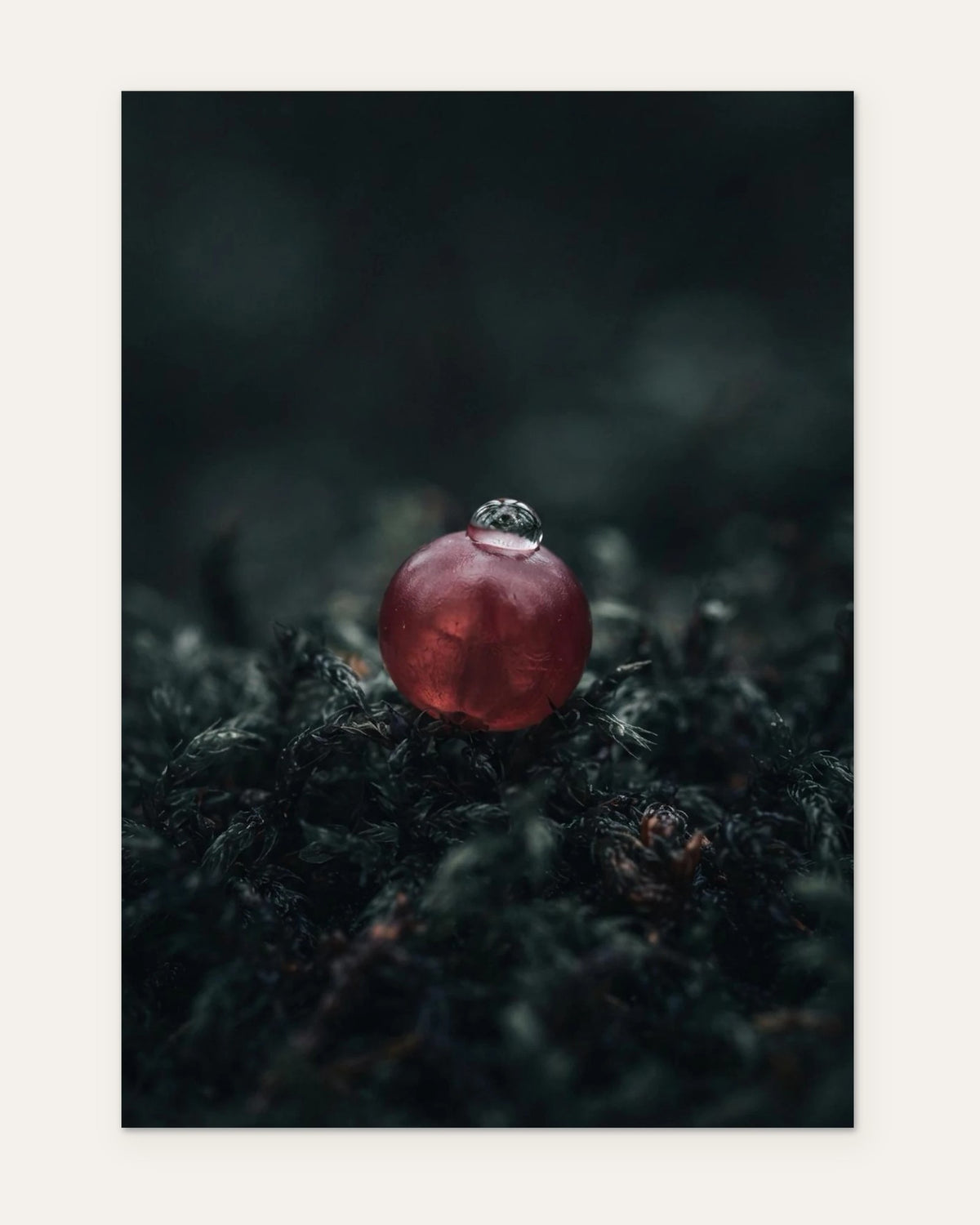 A Single Lingonberry, fine art print by Jonnadee