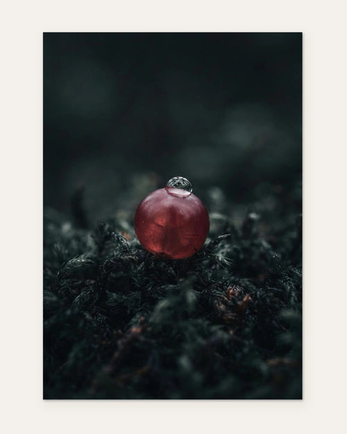 A Single Lingonberry, fine art print by Jonnadee