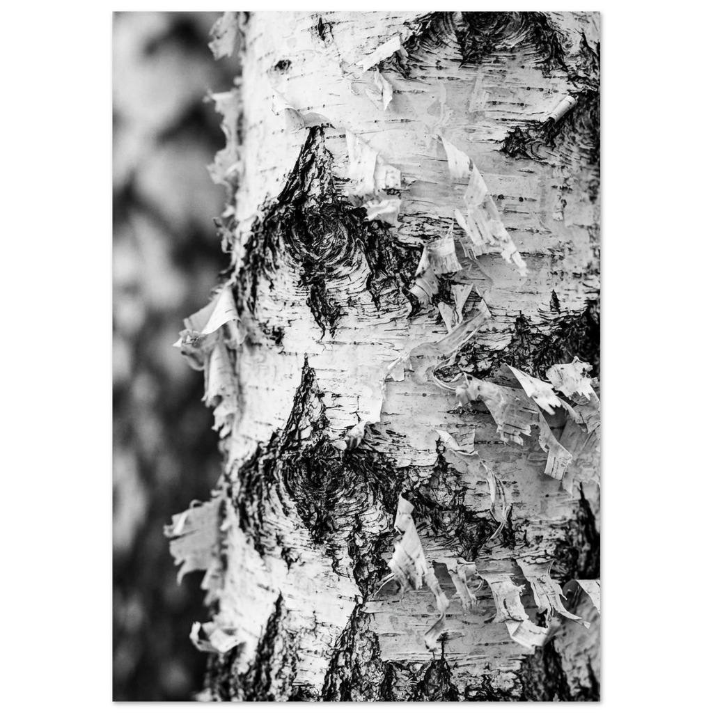 White Birch Bark, fine art print by Jonnadee