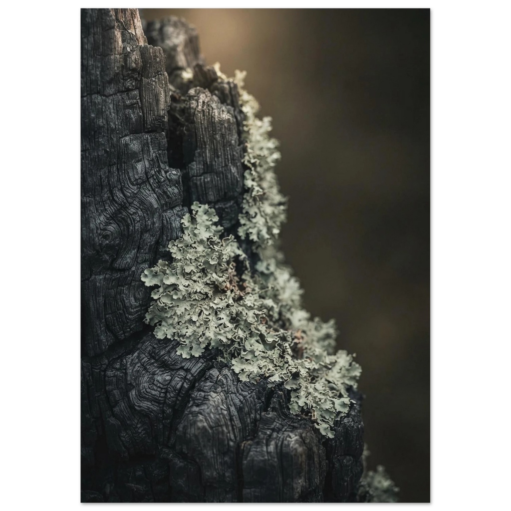 Charred Wood and Lichen, fine art print by Jonnadee