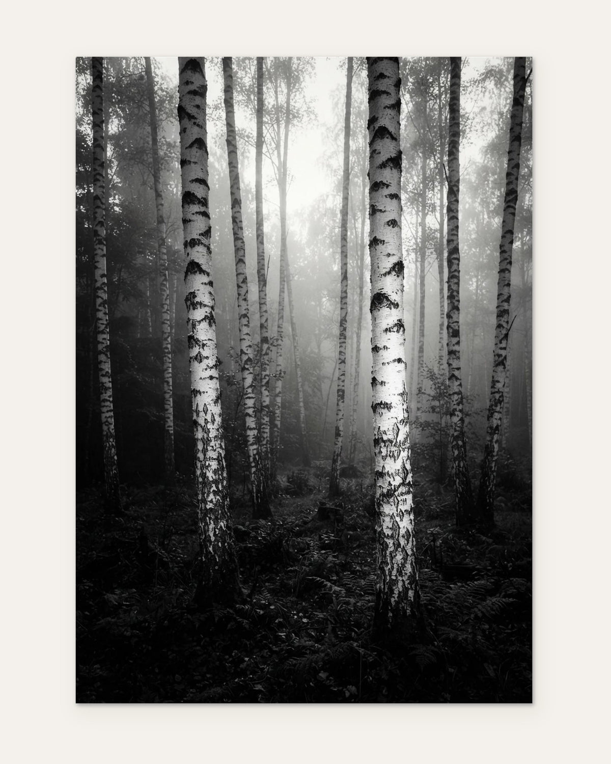 Birch Bark at Sunrise, fine art print by Jonnadee