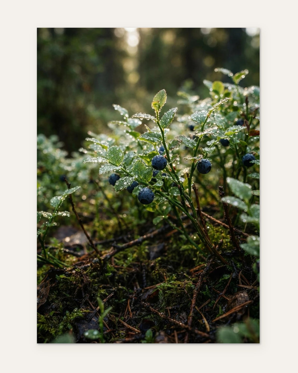 Blueberries in the Dew, fine art print by Jonnadee