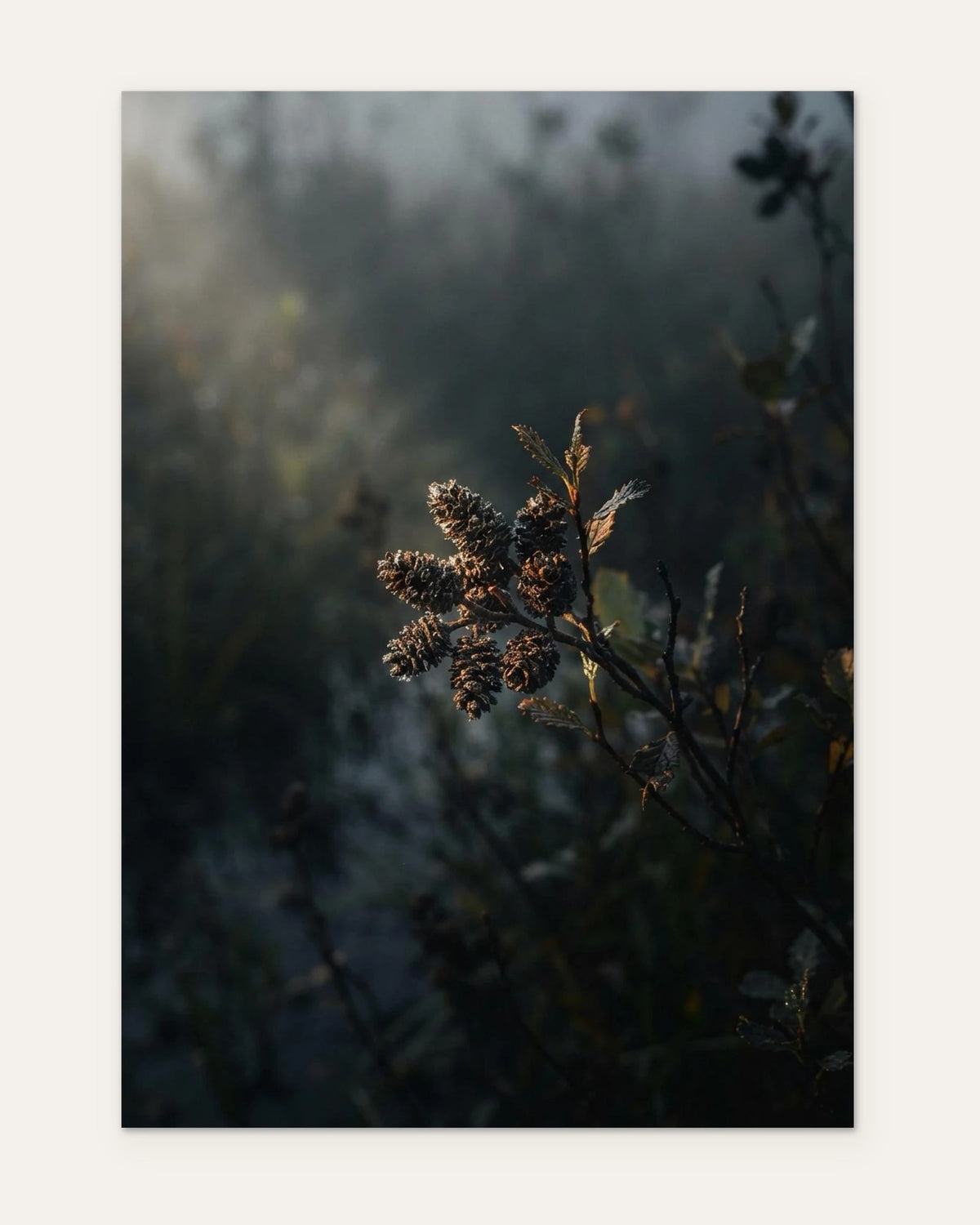 Bog Myrtle Seed Heads, fine art print by Jonnadee
