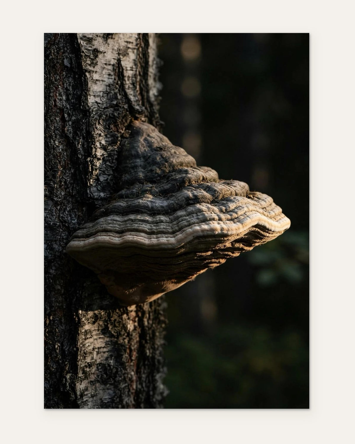 Bracket Fungus on Birch, fine art print by Jonnadee