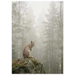 Lynx on a Granite Boulder