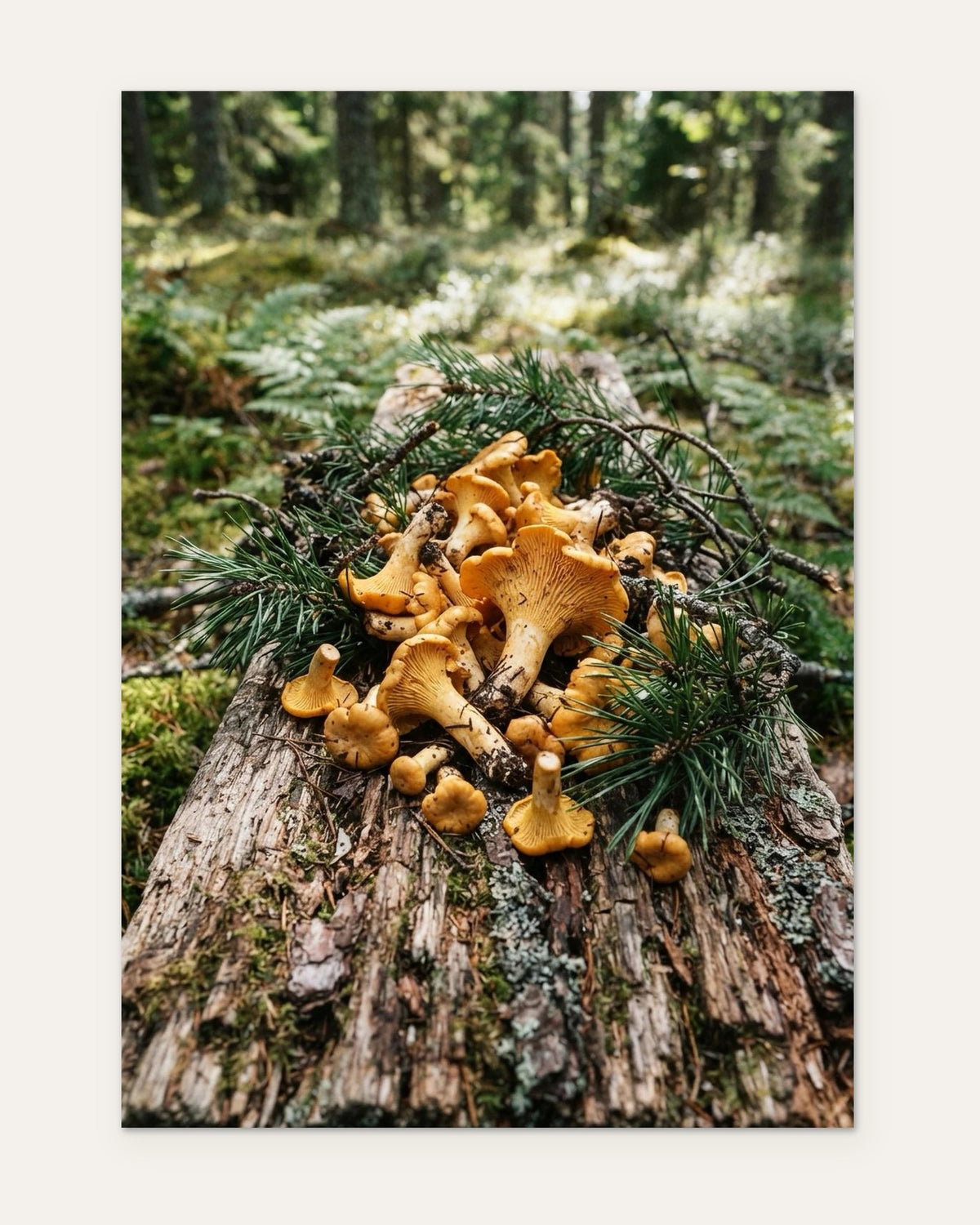 Chanterelles and Pine, fine art print by Jonnadee