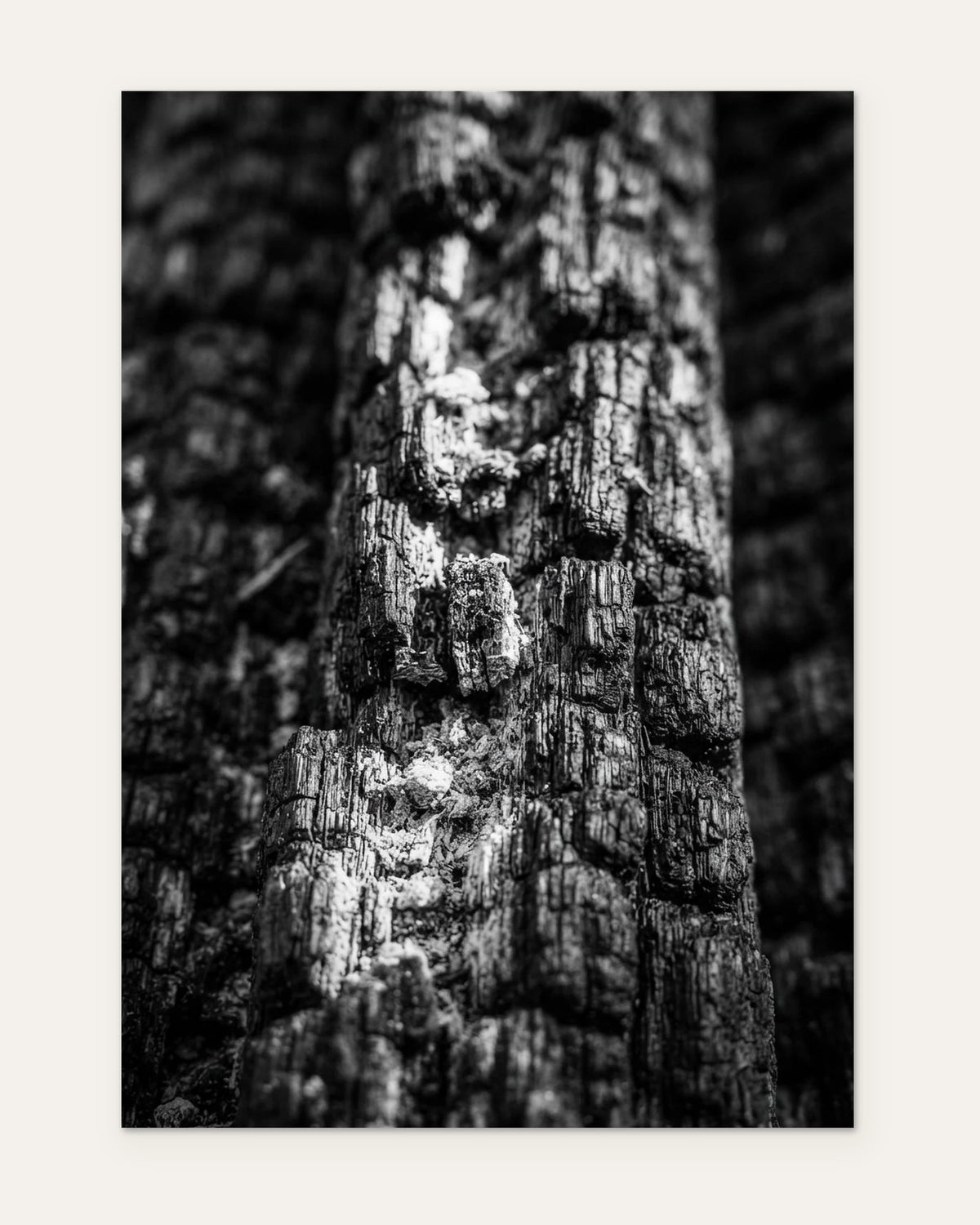 Charred Pine Grain, fine art print by Jonnadee