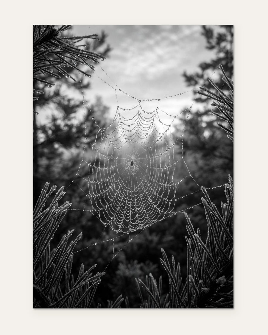Dew on a Frozen Web, fine art print by Jonnadee