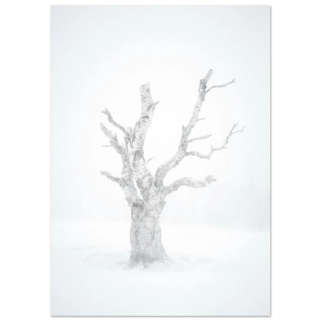 Birch in a Blizzard, fine art print by Jonnadee