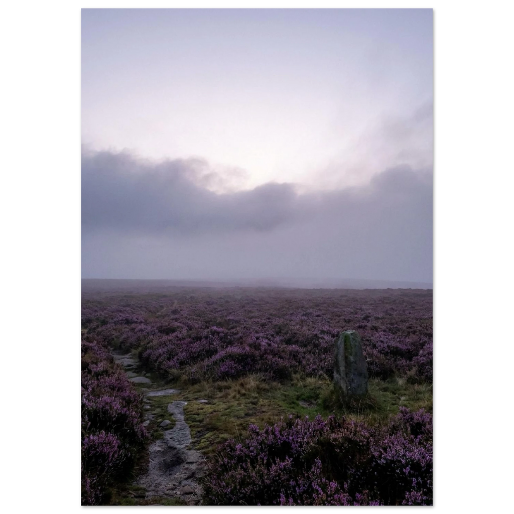 Purple Heather Field, fine art print by Jonnadee