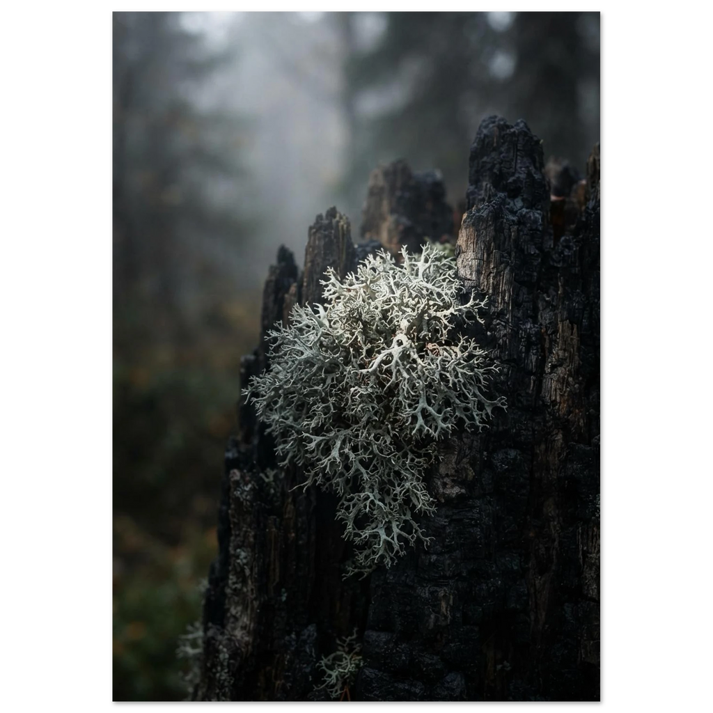 Reindeer Lichen on a Stump, fine art print by Jonnadee