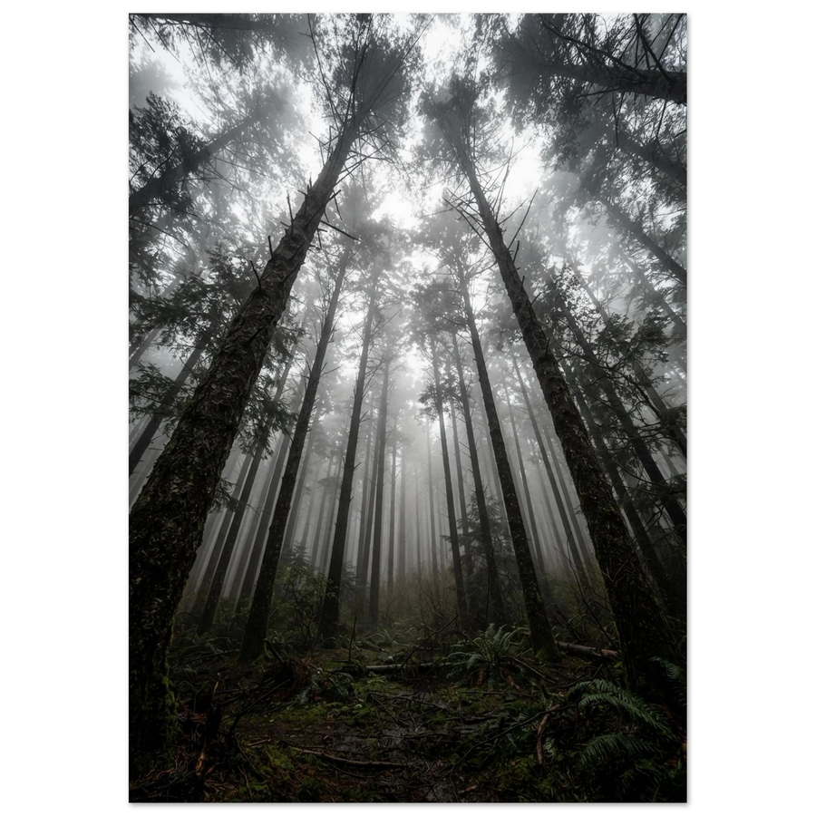 Pines Reaching Through Fog, fine art print by Jonnadee