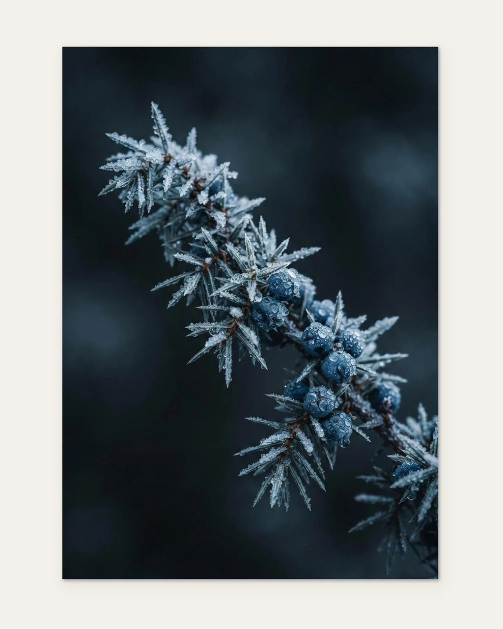 Frosted Juniper, fine art print by Jonnadee