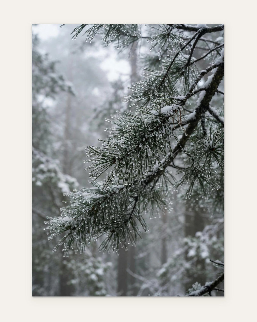 Frozen Droplets on Pine, fine art print by Jonnadee