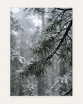 Frozen Droplets on Pine, fine art print by Jonnadee