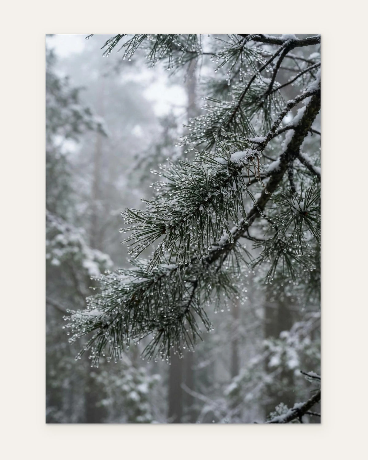Frozen Droplets on Pine, fine art print by Jonnadee