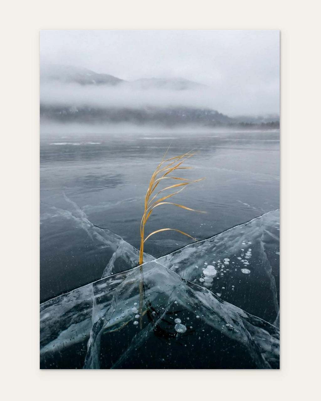 Grass Caught in the Ice, fine art print by Jonnadee