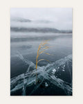 Grass Caught in the Ice, fine art print by Jonnadee