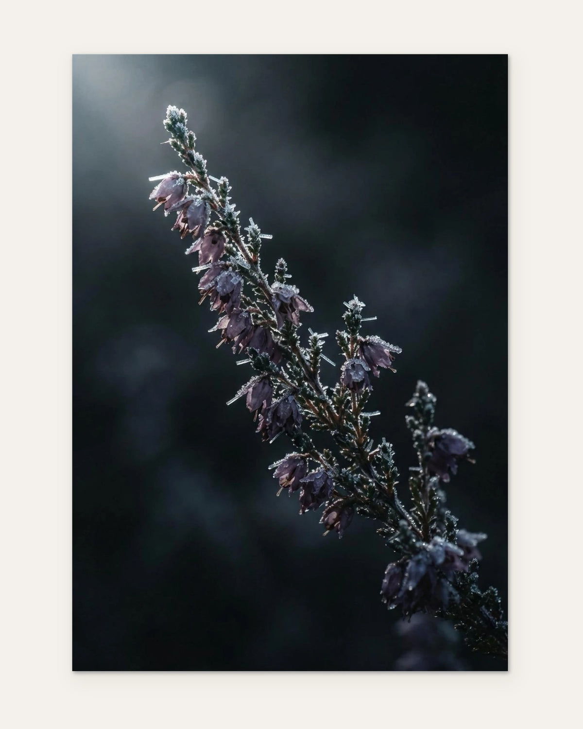 Heather on an Autumn Morning, fine art print by Jonnadee