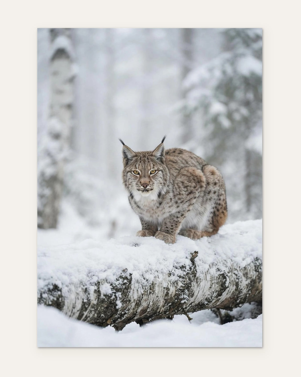 Lynx on a Birch Log, fine art print by Jonnadee