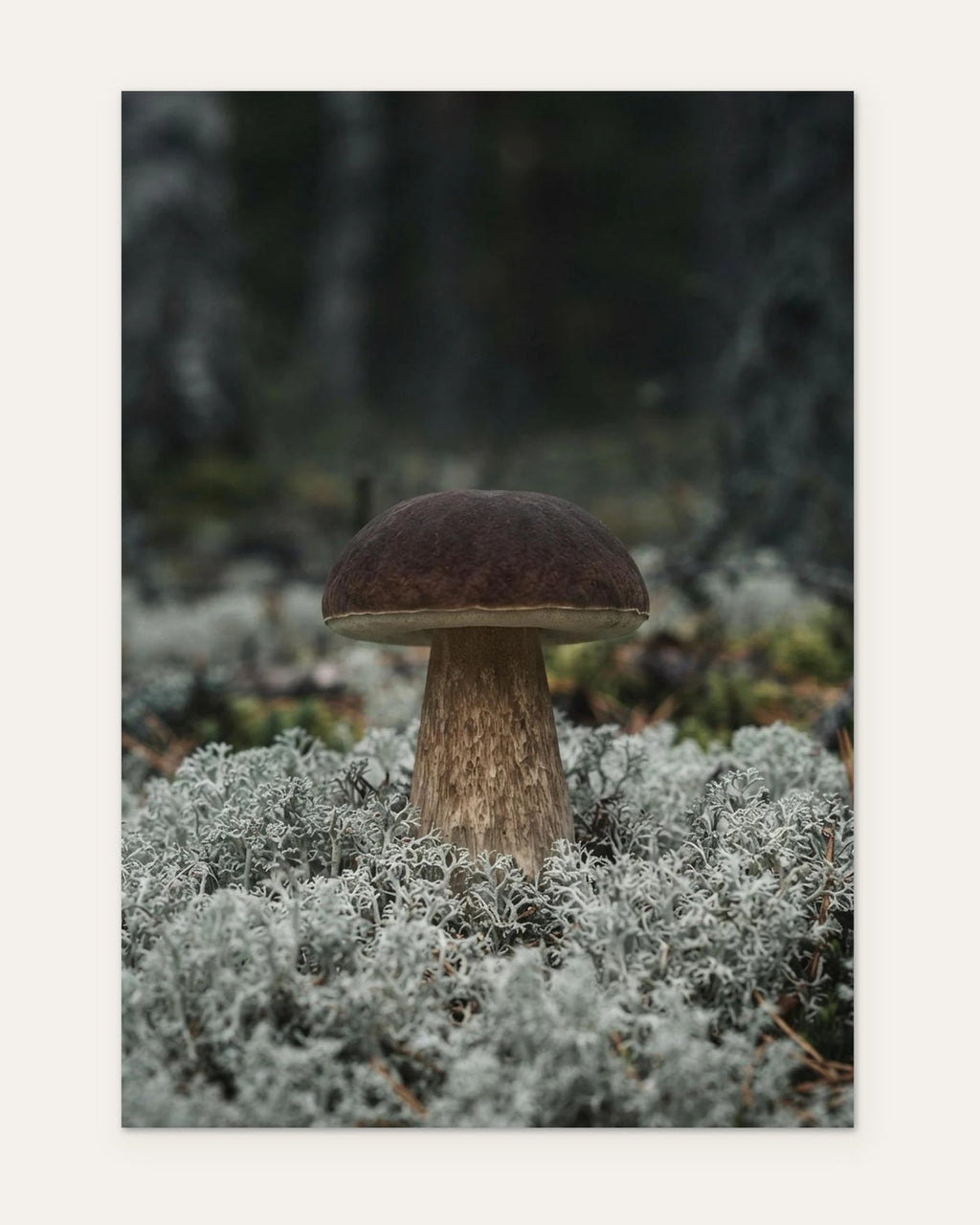 Porcini in the Lichen, fine art print by Jonnadee