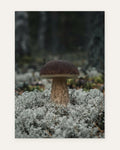 Porcini in the Lichen, fine art print by Jonnadee