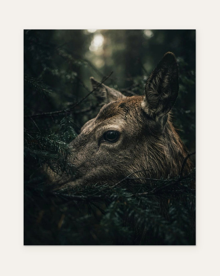 Red Deer Among the Pines, fine art print by Jonnadee