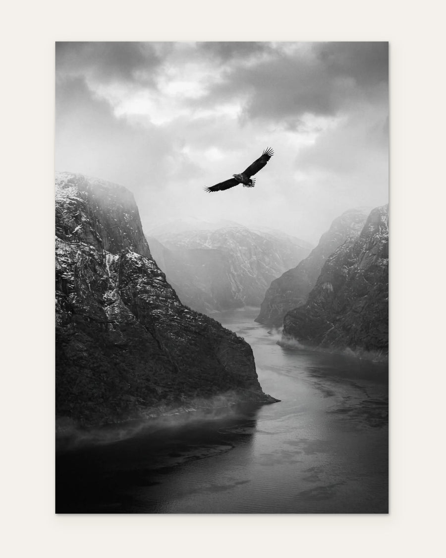 Sea Eagle Over the Fjord