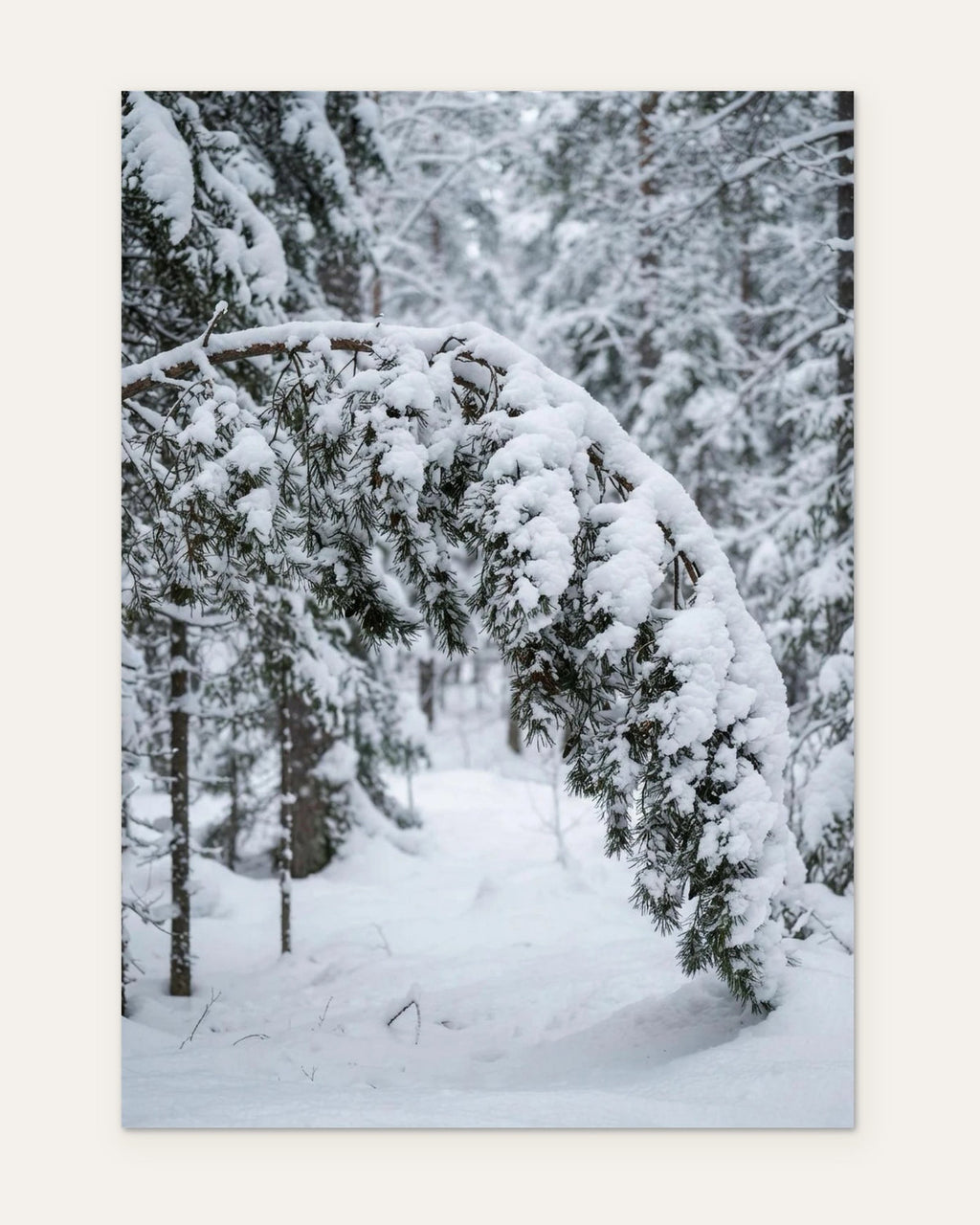 Snow-Laden Pine Branch, fine art print by Jonnadee