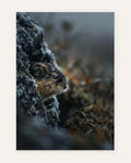 The Lemming Behind the Rock, fine art print by Jonnadee