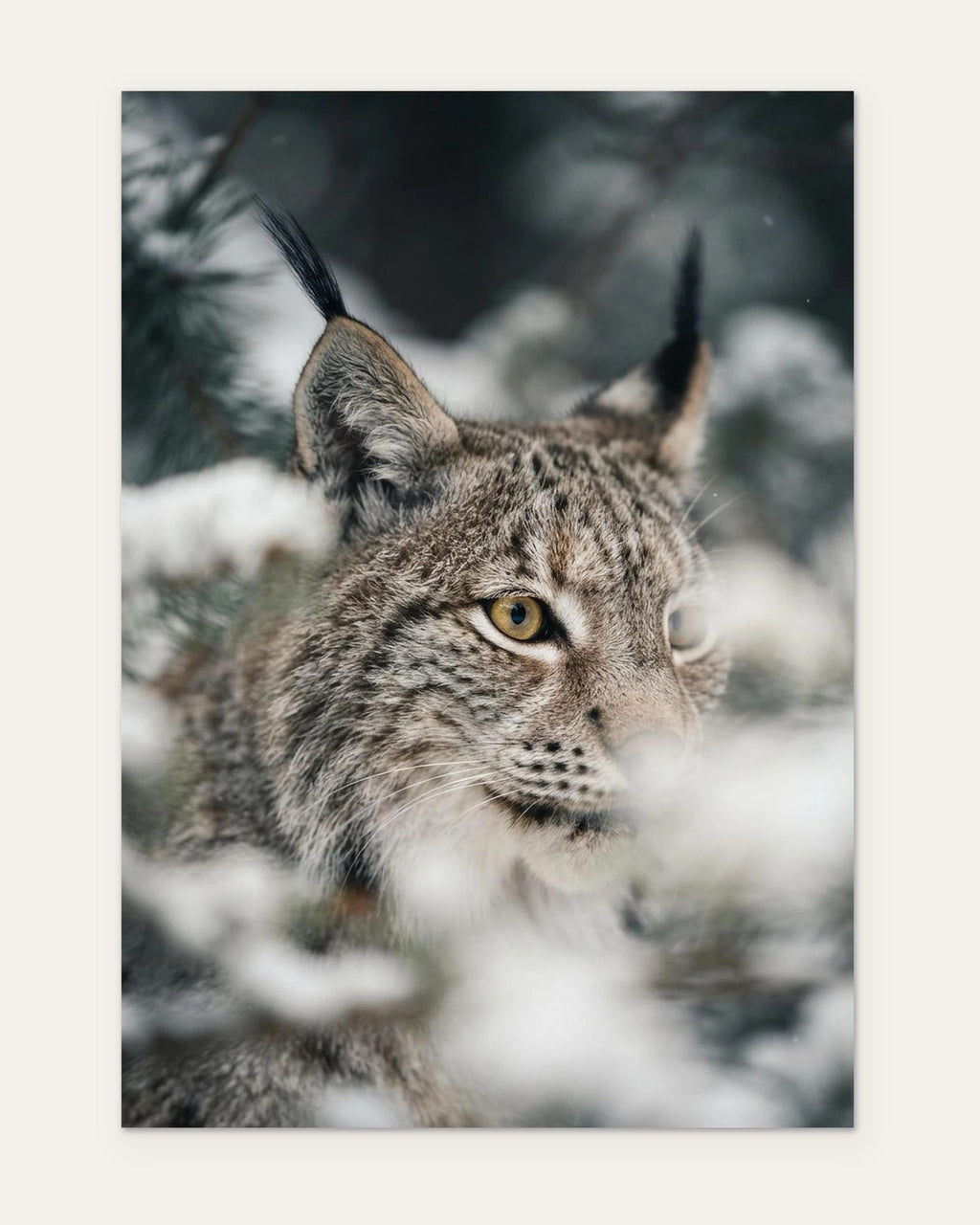 The Lynx's Face, fine art print by Jonnadee