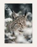 The Lynx's Face, fine art print by Jonnadee