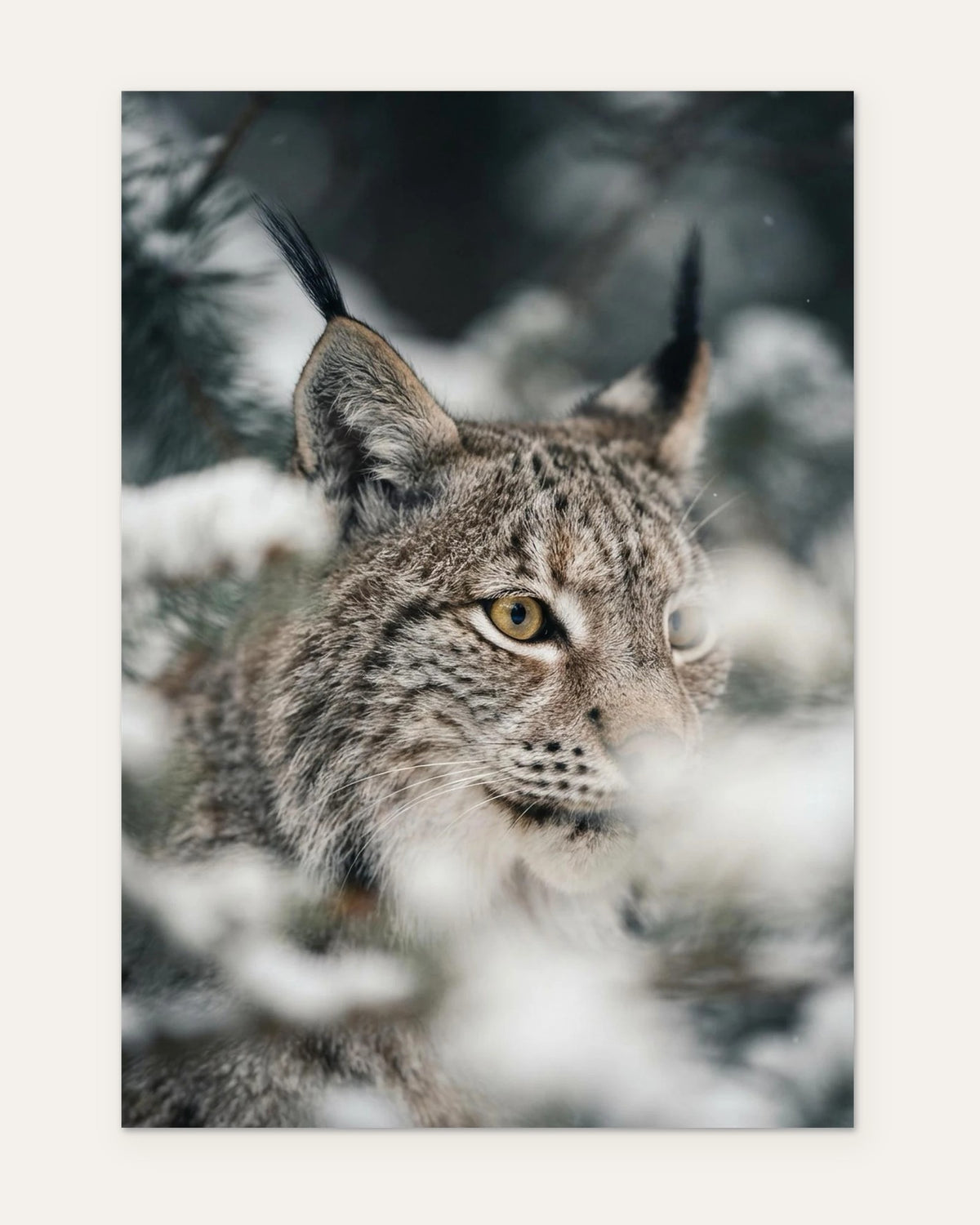 The Lynx's Face, fine art print by Jonnadee